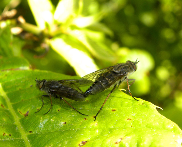 Identificazione Ditteri